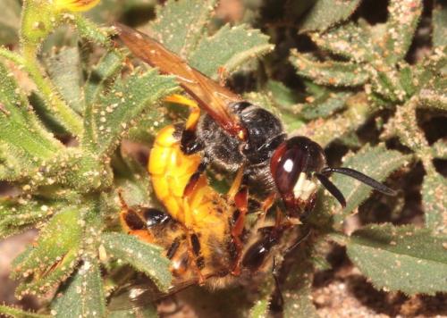 Philanthus triangulum